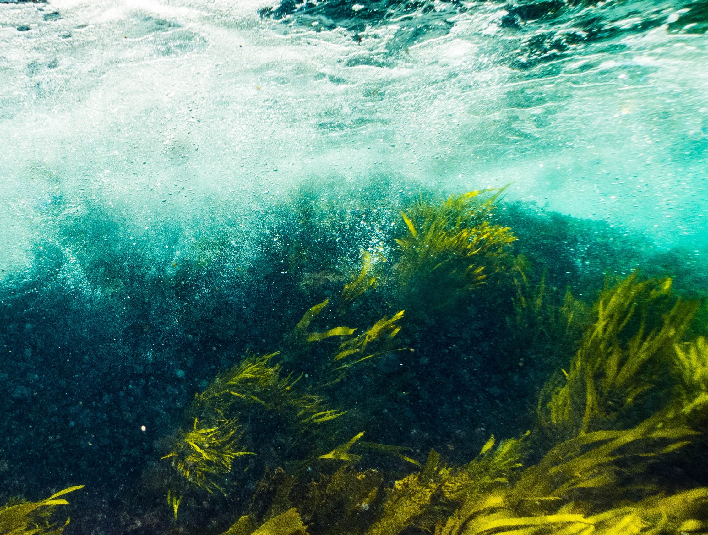 underwater ocean seaweed waves sunlight showing through