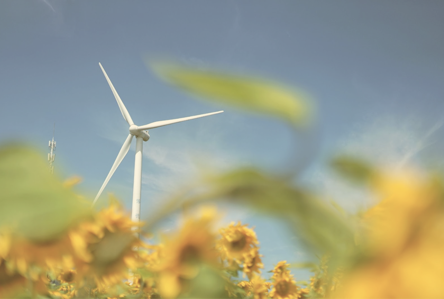 Windmill with sunflowers