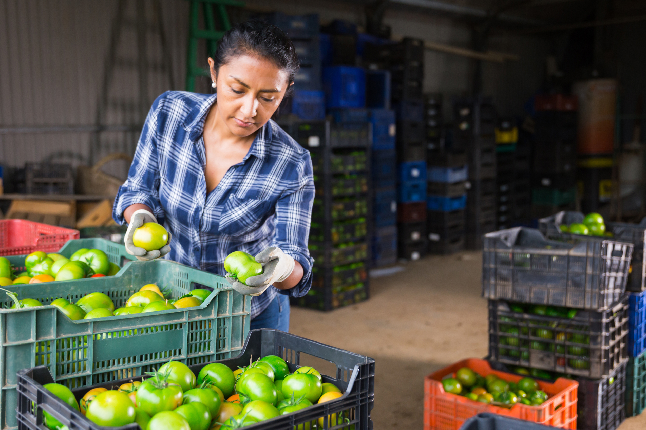 Woman in the fruit industry