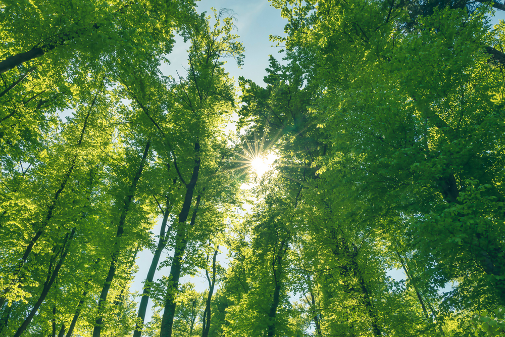 trees