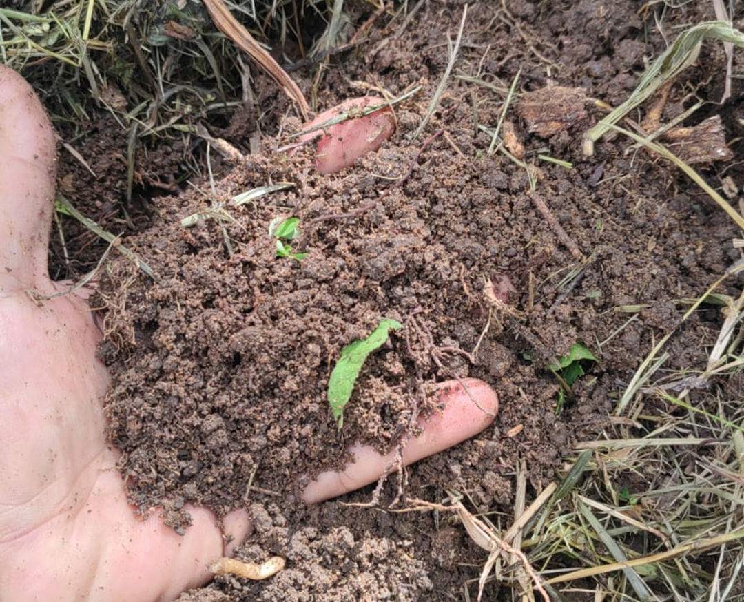 Hand with potting soil