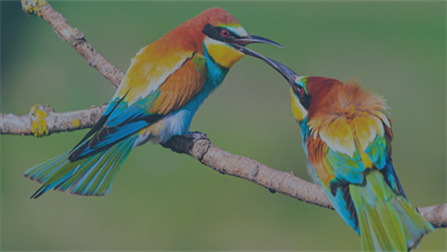 birds