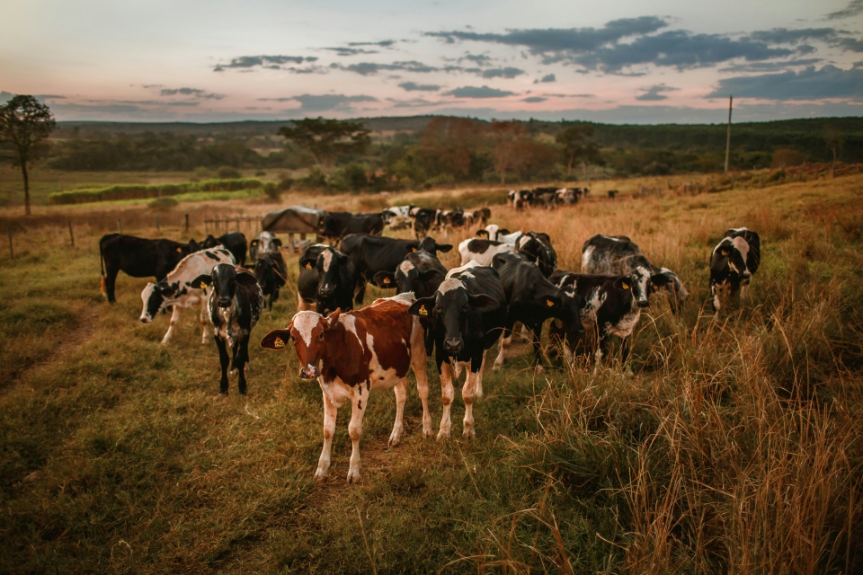Modelling better business: Nestlé trials natural capital premium with UK dairy farmers  | Cambridge Institute for Sustainability Leadership (CISL)