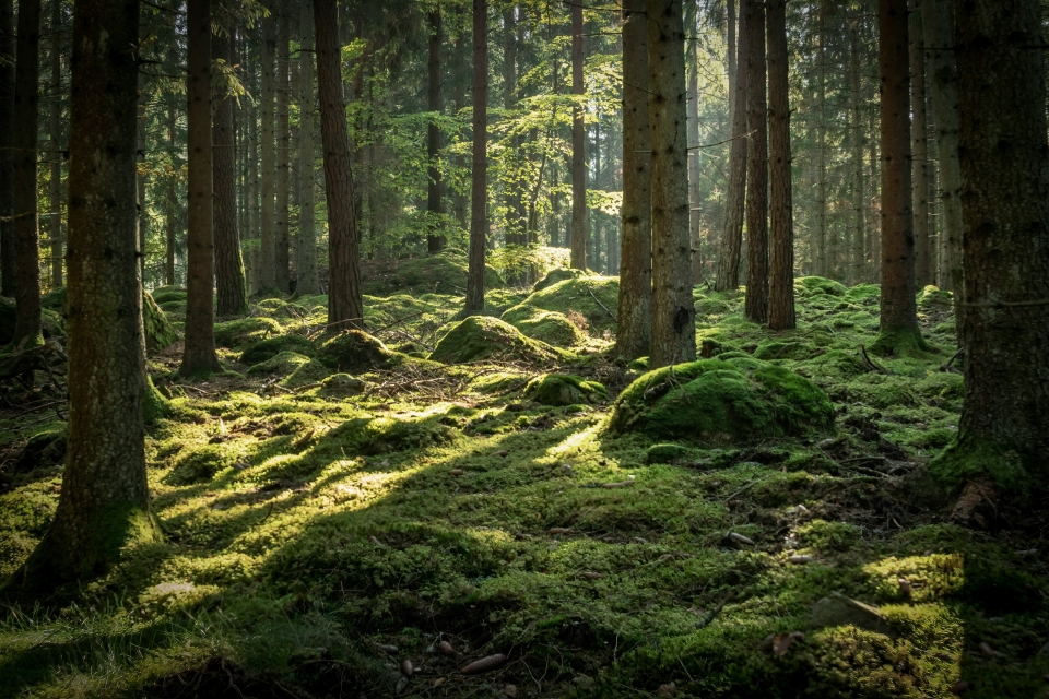 Ad Net Zero Awards Winner: The Outdoor Sustainability Initiative