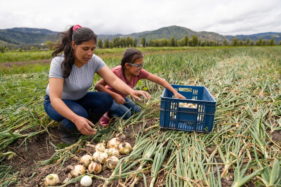 Woman and girl harvesting crops