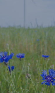 purple flowers with windmill in background