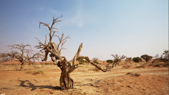 Namibian Desert