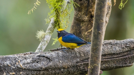 Bird