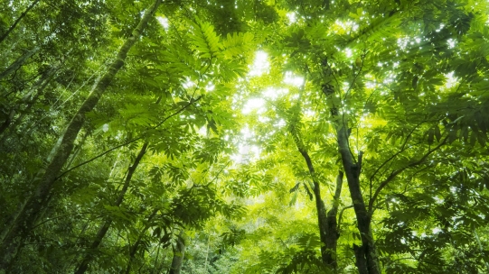 Nature