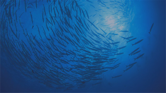 deep sea