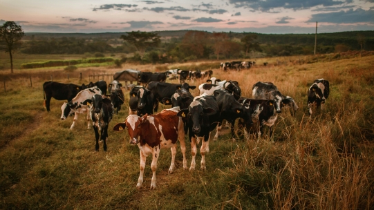 Modelling better business: Nestlé trials natural capital premium with UK dairy farmers  | Cambridge Institute for Sustainability Leadership (CISL)