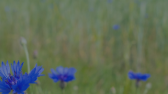 purple flowers with windmill in background